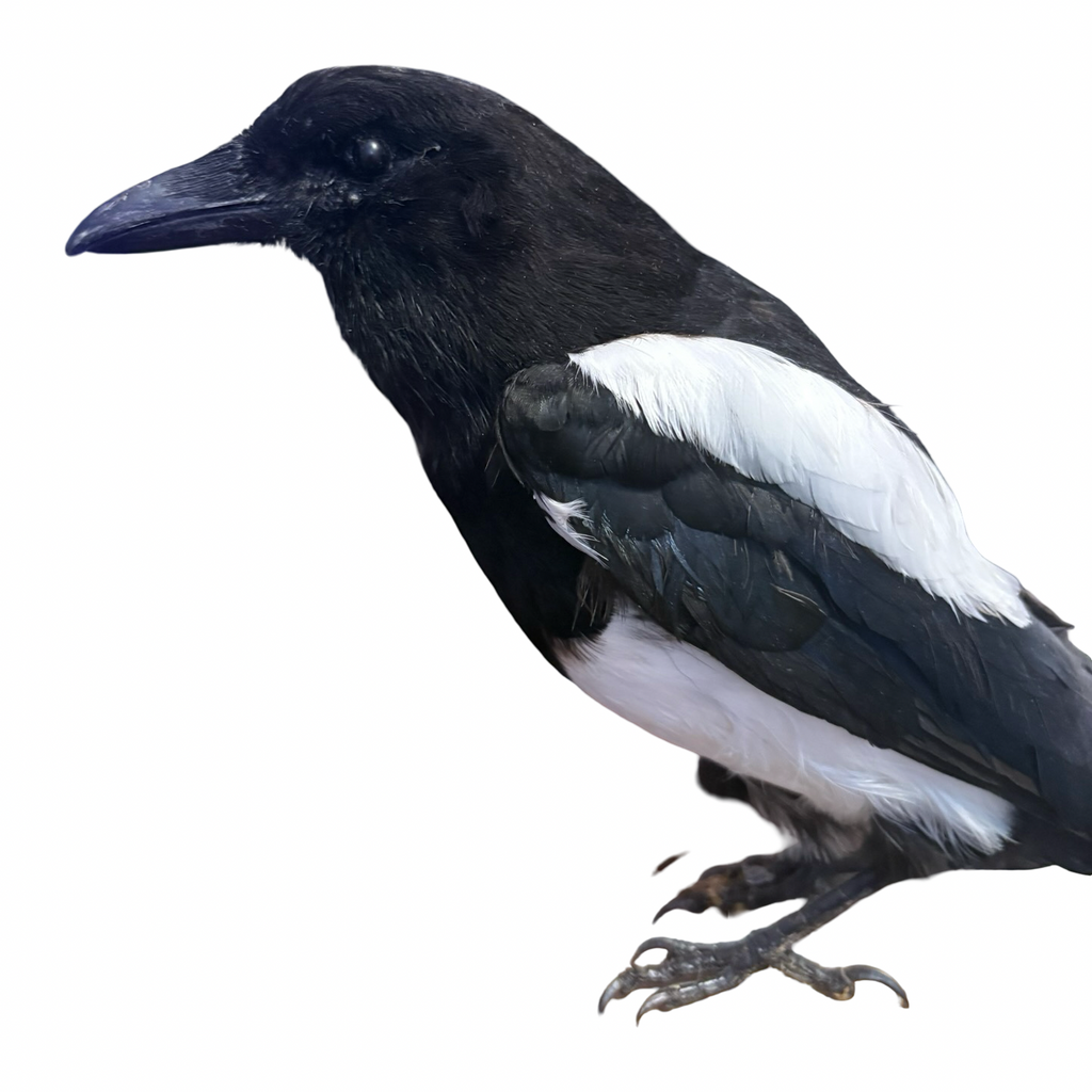 Eurasian Magpie Real Bird Taxidermy
