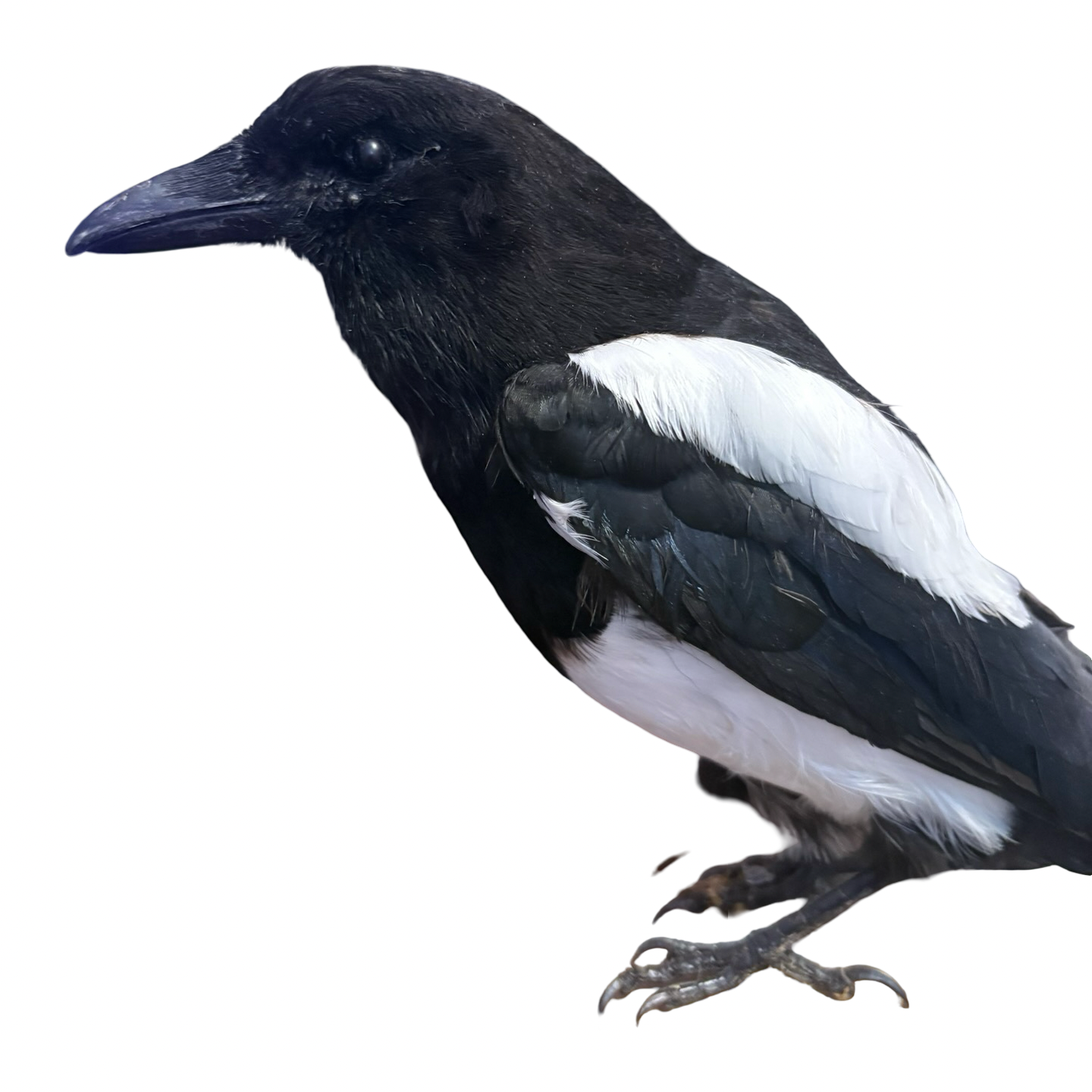 Eurasian Magpie Real Bird Taxidermy