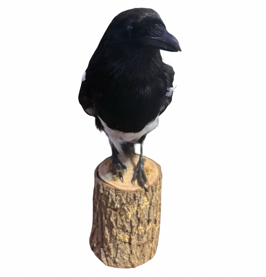 Eurasian Magpie Real Bird Taxidermy