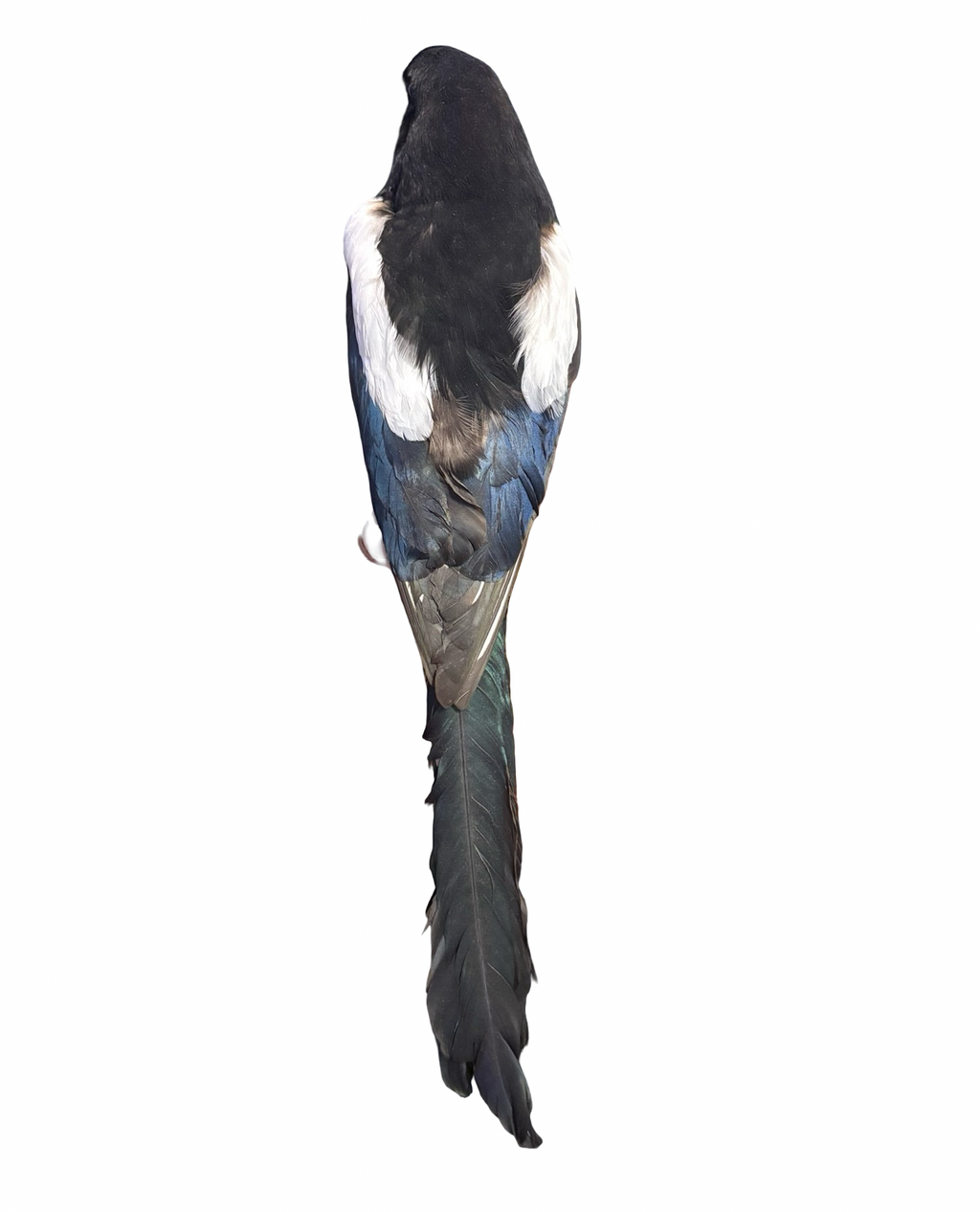Eurasian Magpie Real Bird Taxidermy