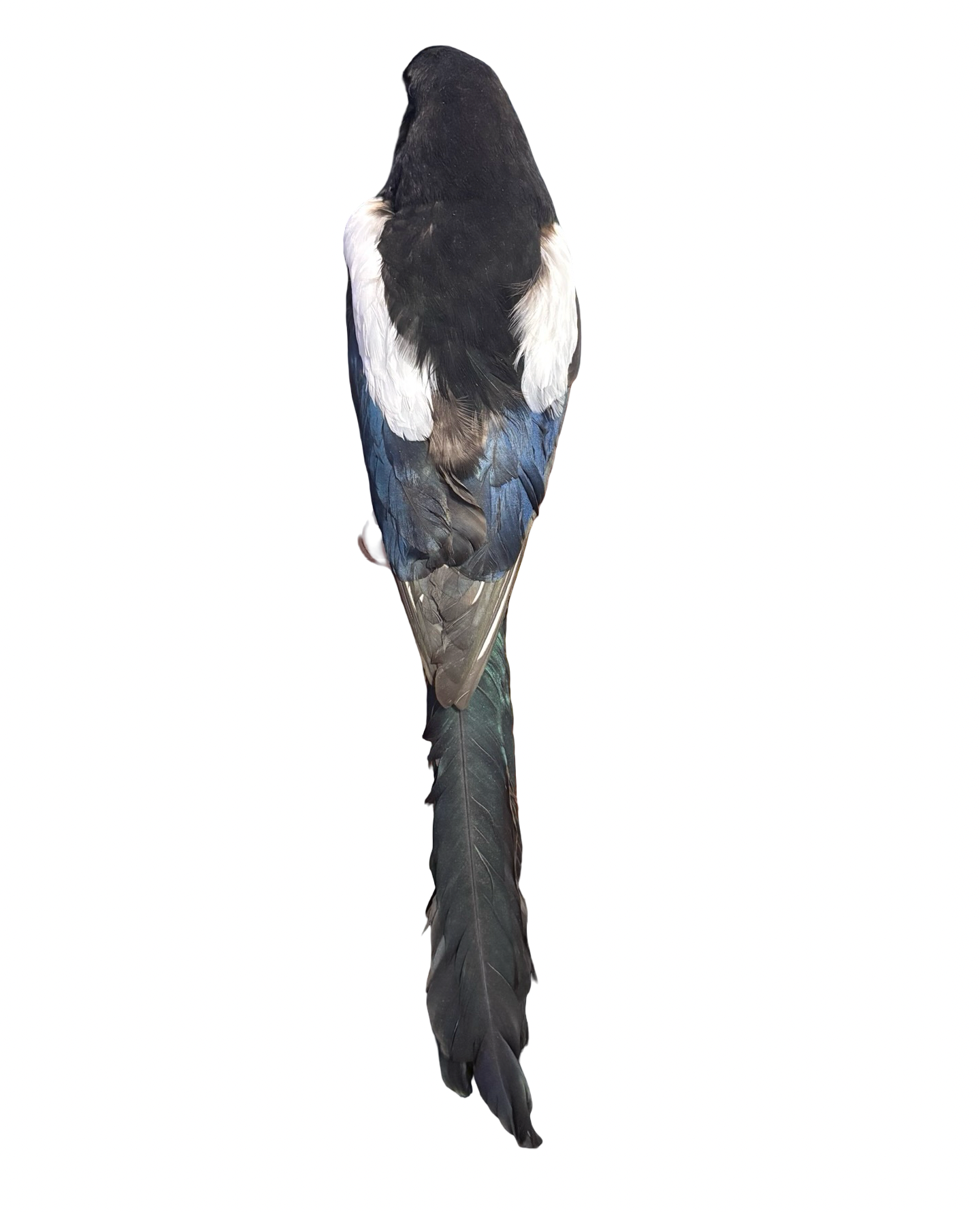 Eurasian Magpie Real Bird Taxidermy