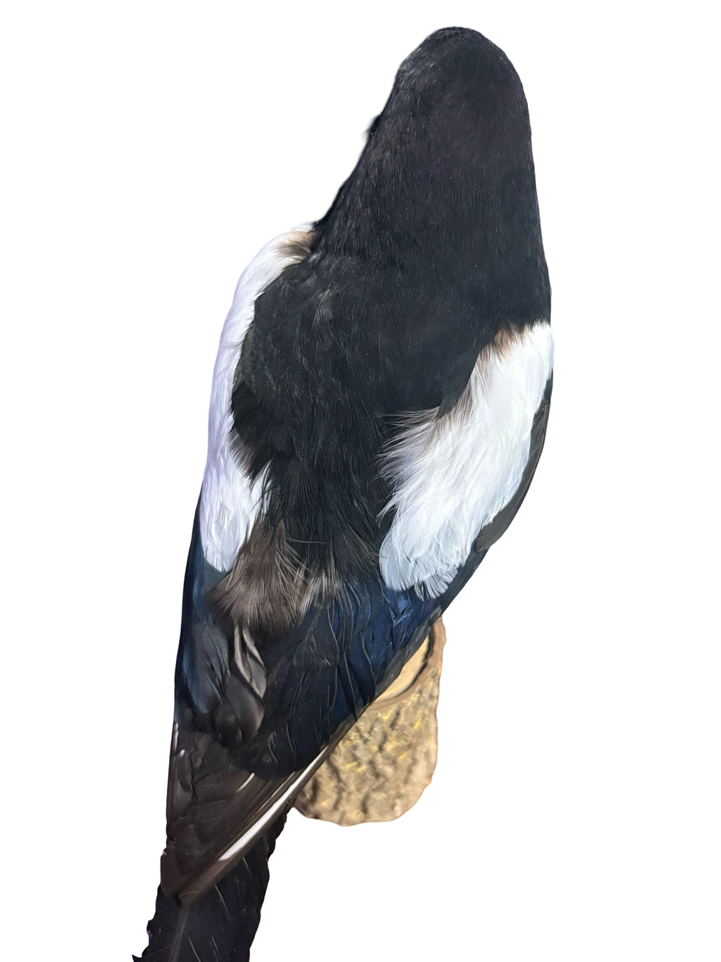 Eurasian Magpie Real Bird Taxidermy