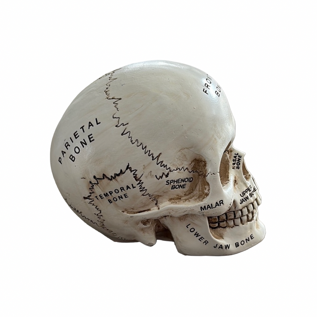 Anatomical Skull Model
