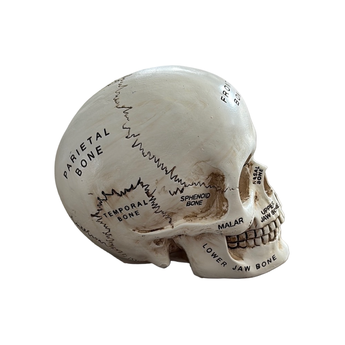 Anatomical Skull Model