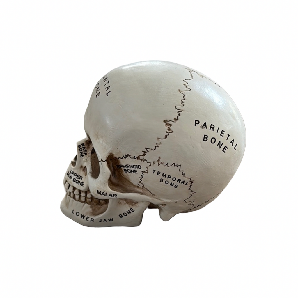 Anatomical Skull Model