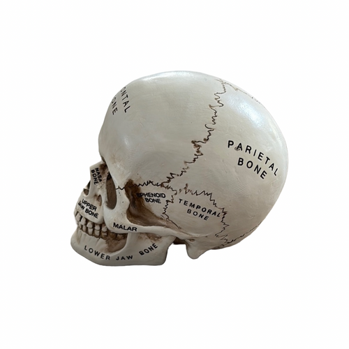 Anatomical Skull Model