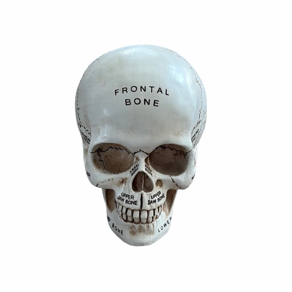 Anatomical Skull Model