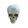 Anatomical Skull Model