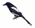 Eurasian Magpie Real Bird Taxidermy