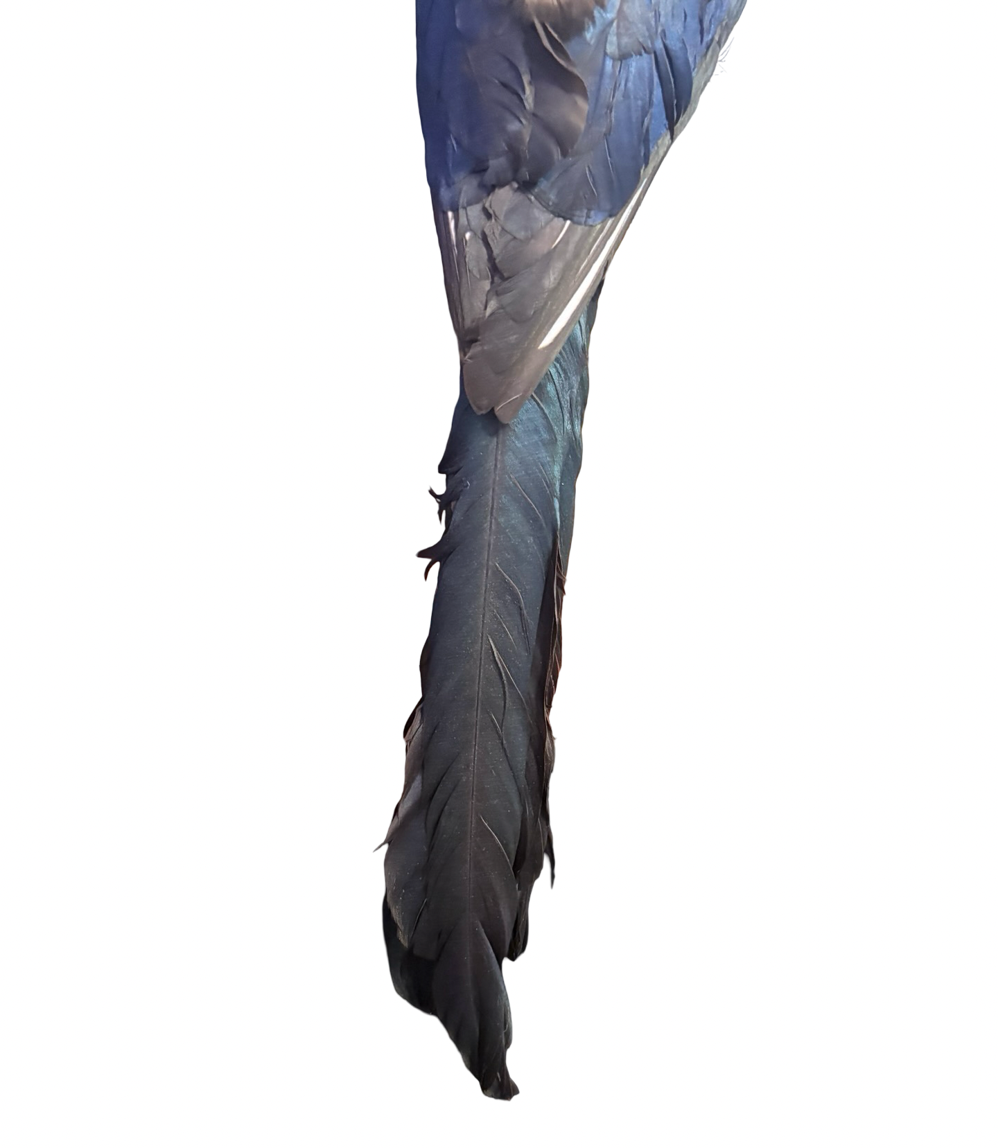 Eurasian Magpie Real Bird Taxidermy