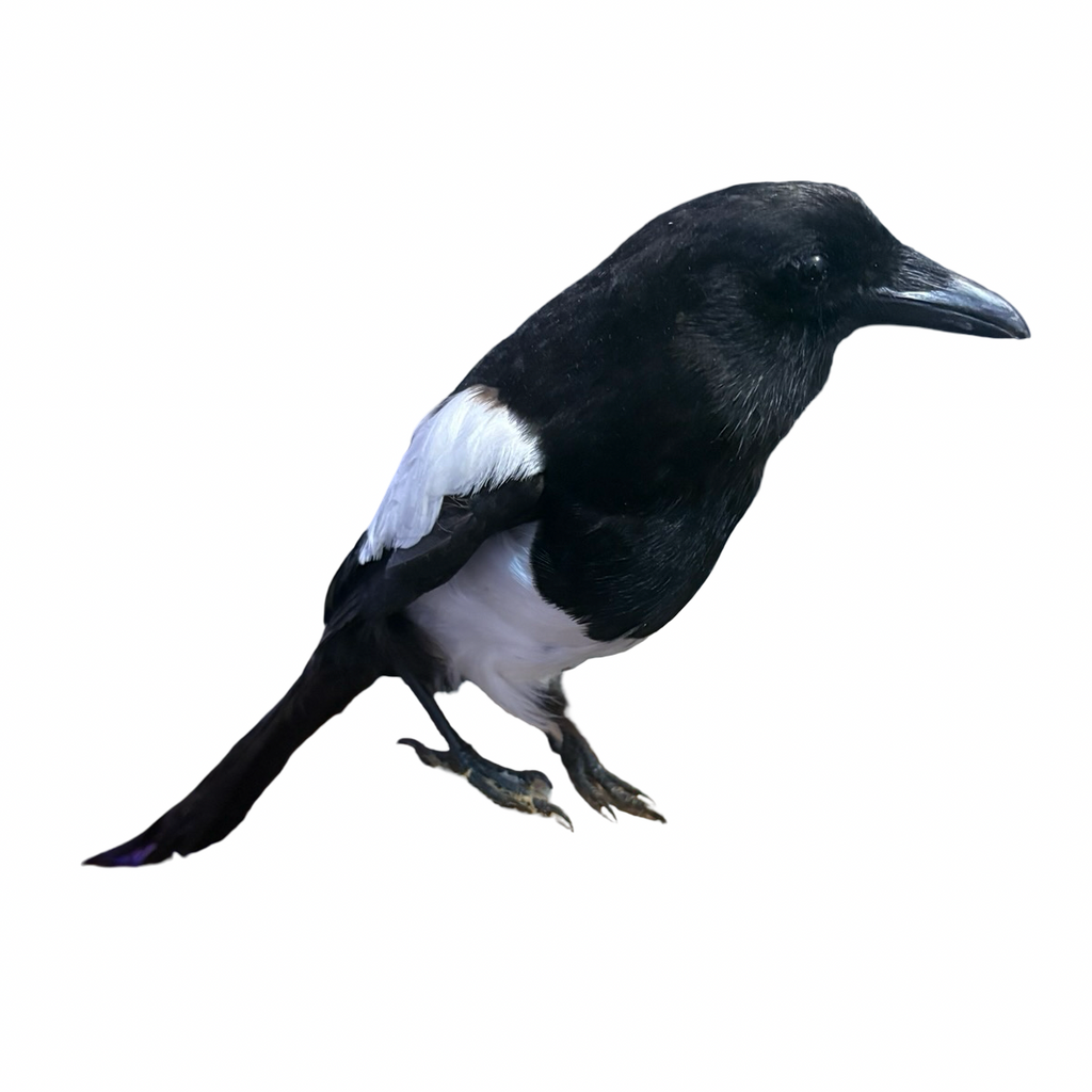 Eurasian Magpie Real Bird Taxidermy