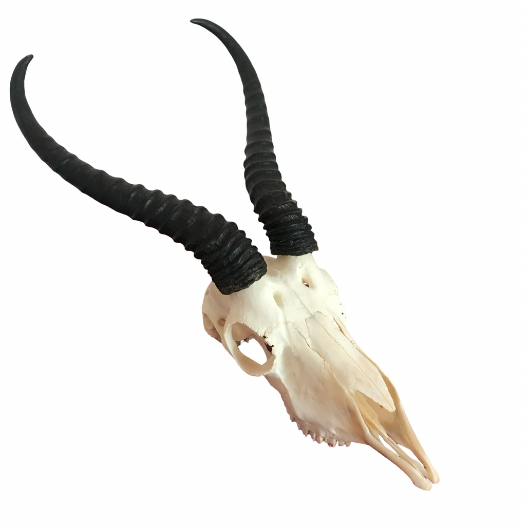 Blackbuck Antelope Skull