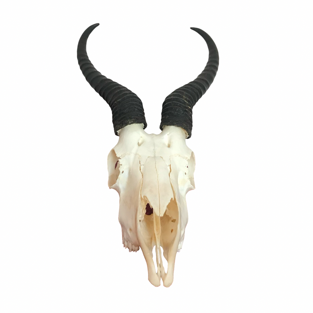 Blackbuck Antelope Skull