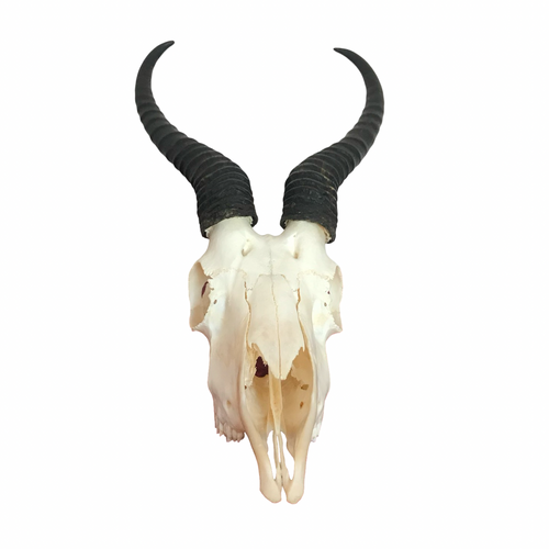 Blackbuck Antelope Skull